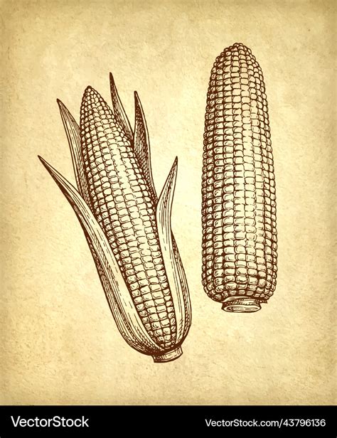 Discover more than 161 corn picture drawing best - seven.edu.vn