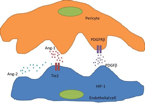 Accessory Cells in Tumor Angiogenesis — Tumor-Associated Pericytes ...