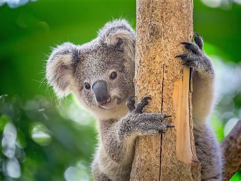 Koala Facts: Animals of Oceania - WorldAtlas.com