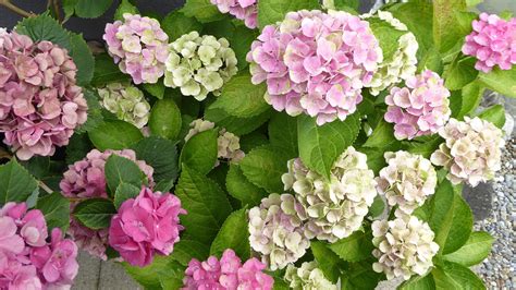 The Ultimate Guide To Transplanting Hydrangeas In Fall - tribal-tattoo ...