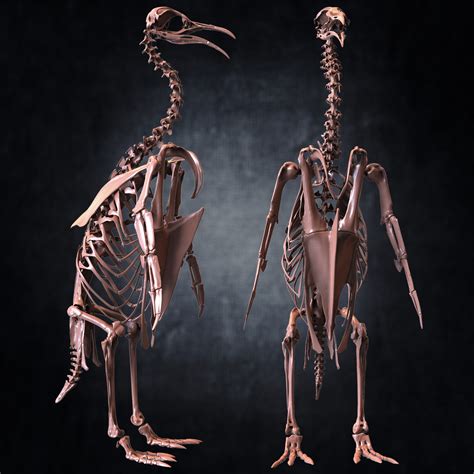 ArtStation - Penguin Skeleton 3D Model