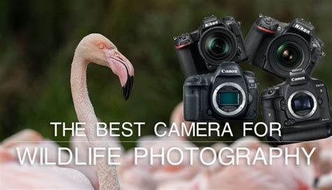 What is the Best Camera for Wildlife Photography? | Wildlife Photography Tips - DSLR Guru