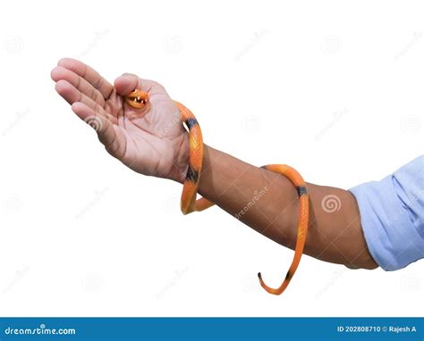 Human hand with snake toy stock photo. Image of outdoor - 202808710