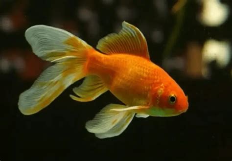 Pregnant Goldfish Care Guide