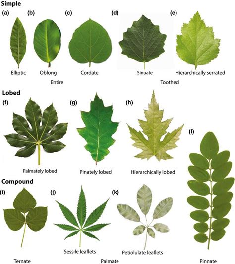 A common developmental program can produce diverse leaf shapes | Plantae