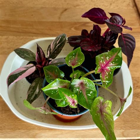 Ultimate Guide to Bloodleaf 'Aureoreticulata' Varieties