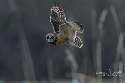 Skagit Bird Festival | Birds of Winter | Skagit County, Washington