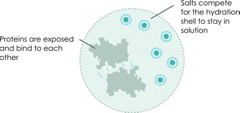 Principals of various protein precipitation methods - BQC - Bioquochem