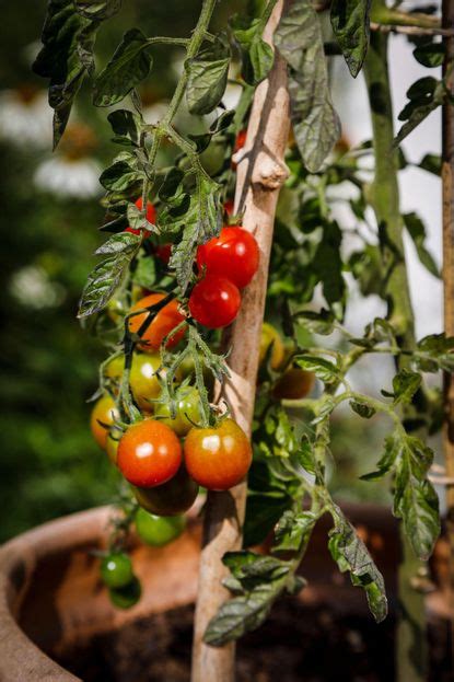 10 best vegetables to grow in pots - easy edible crops | Livingetc