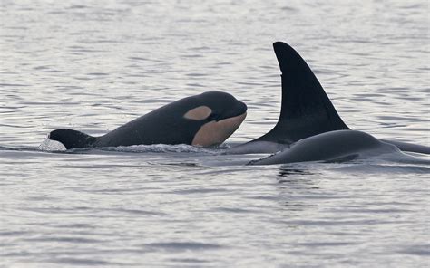 Baby Killer Whales