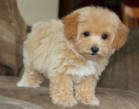 Maltipoo Puppies | Puppies, Maltipoo puppy, Poodle puppy