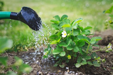 When Is the Best Time to Water Plants?