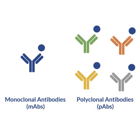 The benefits of pairing monoclonal and polyclonal antibodies