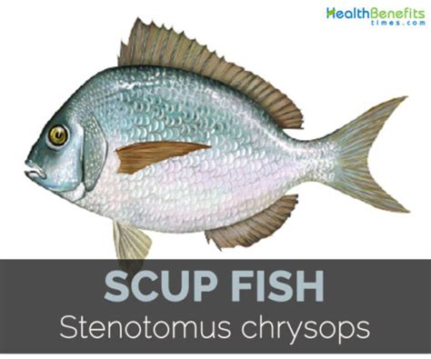 Scup fish Facts, Health Benefits and Nutritional Value