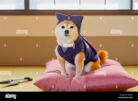 Japanese Shiba Inu dog Stock Photo - Alamy