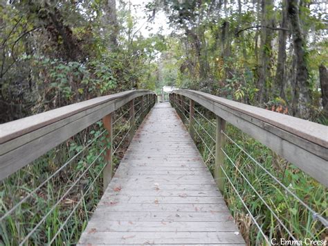 A Louisiana bayou swamp tour - our incredible experience. - Adventures ...