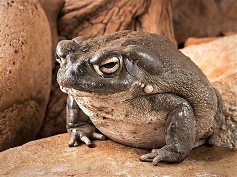 Sonoran Desert Toad | Online Learning Center | Aquarium of the Pacific