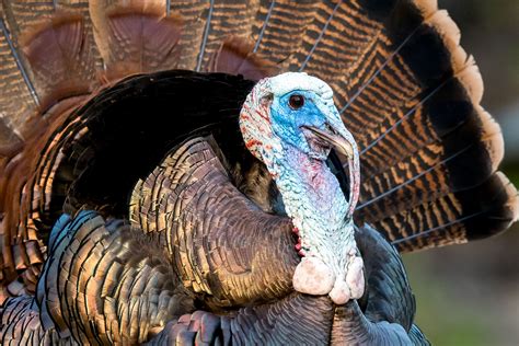 10 Fun Facts About the Wild Turkey | Audubon