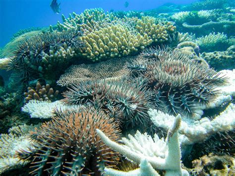 Cracking the crown-of-thorns starfish communication code may signal their demise | AIMS