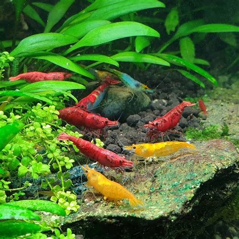 shrimp tank | Shrimp tank, Freshwater aquarium plants, Planted aquarium