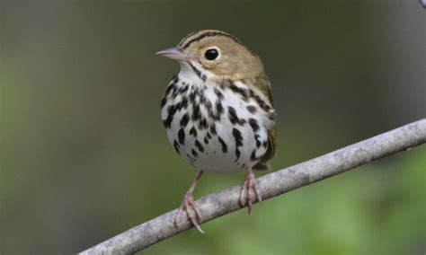 Ovenbird Facts, Distributions, Range,