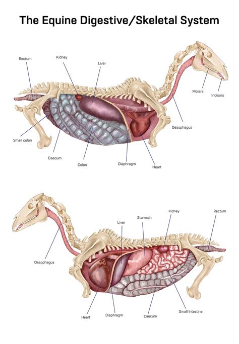 Healthy gut – healthy horse - The Horse Hub