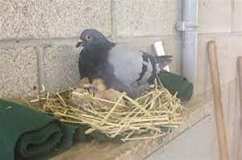 Vastu Tips: Pigeon nest in your home? Know about its sign