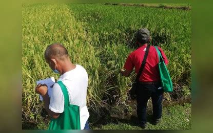 Bicol rice farmers learn new techniques | Philippine News Agency