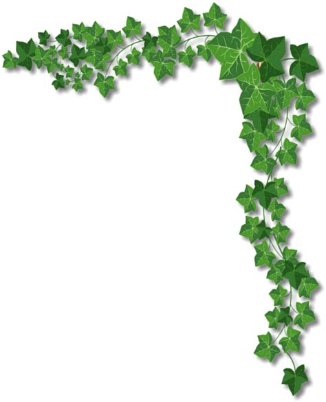 Clipart borders ivy, Clipart borders ivy Transparent FREE for download ...