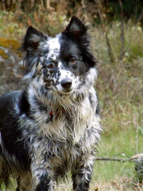 Border collie, Blue heeler mix : aww