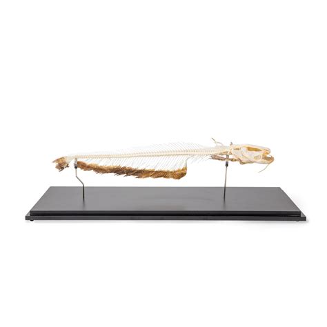 Catfish Skeleton (Silurus Glanis) | 1020964 | 3B Scientific