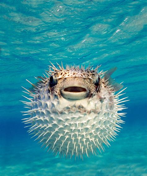 Close-up Of A Puffer Fish, Bahamas Photograph by Panoramic Images