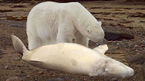 This is how Polar Bear hunting Beluga - YouTube