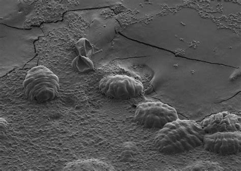 How tardigrades - or 'water bears' - dry out to survive the world's most extreme environments ...