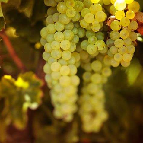 The Riesling Grape | South Australia - Clare Valley Tourism - The ...