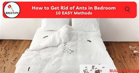 How To Get Rid of Ants in Bedroom: 10 EASY Methods - BugsTips