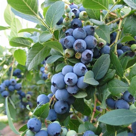 Blueberry Brigitta Blue - Featured Plants - Busy Bee Garden Centre