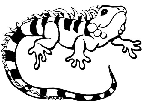 Iguana coloring pages to download and print for free