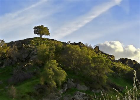 File:Tree on Hill foothills Sierra Nevada.jpg - Wikimedia Commons