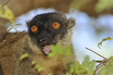 Models predict where lemurs will go as climat | EurekAlert!