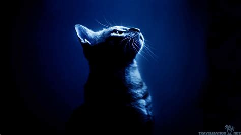 Cool Cat Backgrounds - Wallpaper Cave