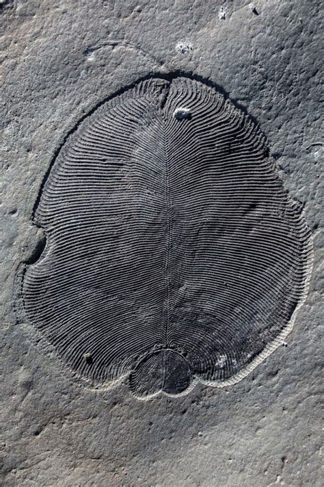 Is this the oldest animal on Earth? - Cosmos Magazine