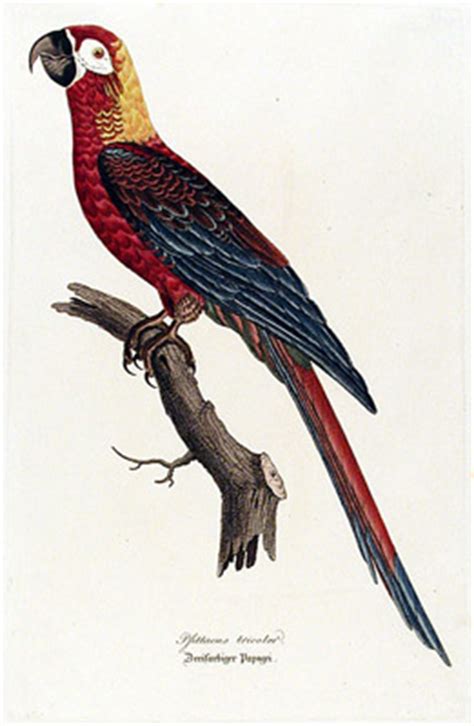 George Glazer Gallery - Antique Bird Prints - Barraband Monograph of ...