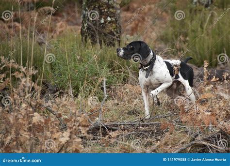 Hunting Dog, Pointer Breed, Pointing Stock Photo - Image of field ...