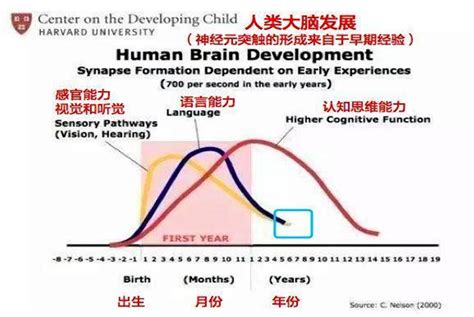 研究证实：孩子大脑发育的最佳方式不是阅读，八成父母被蒙在鼓里_开发