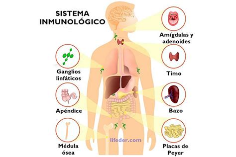 Sistema Inmunológico - Mind Map