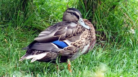 Mallard | Ducks | Breed Information | Omlet