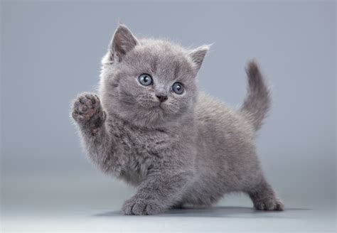 Download Baby Animal Kitten Animal Cat 4k Ultra HD Wallpaper by Gladkova Svetlana