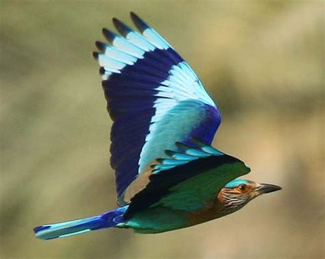 Indian Roller - Behavior, Facts, Diet, Types, Habitat, Lifespan and ...