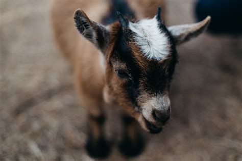 Baby Goat